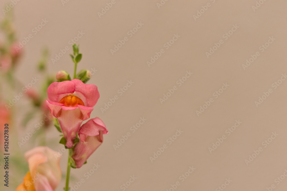 Fototapeta premium snapdragon majus