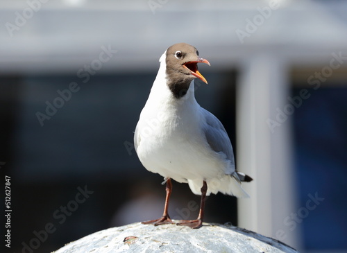 Photo Seagull with an open beak on the shore