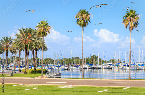 Photo Bay with yachts and seagulls in St. Petersburg, Florida, USA