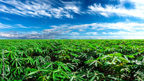 Panorama Landscape Of cassava plantation fields And blue Sky clouds Background.cassava plantation fields landscapes on a bright sunny day with patterns formed in natural background.