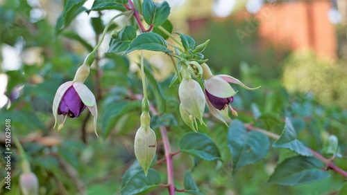 Beautiful flowers of Fuchsia magellanica also known as Hardy fuchsia photo