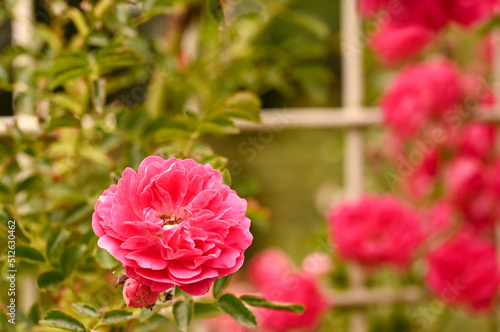 Wallpaper Mural Beautiful close-up of a rose garden Torontodigital.ca