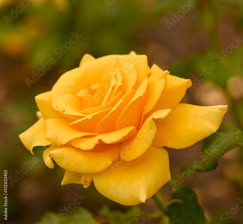 Beautiful close-up of a rose garden