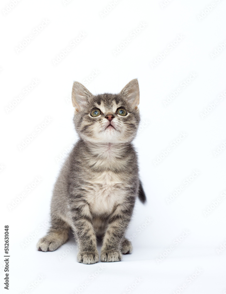 Obraz premium gray kitten looks up on a white background