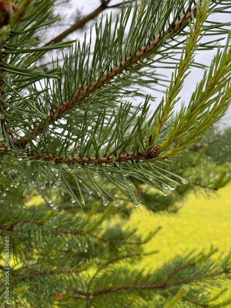 branches of a pine branches of a pine