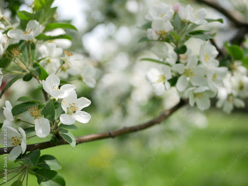 Blooming apple tree in early spring. Apple orchard with white and pink flowers on the trees.