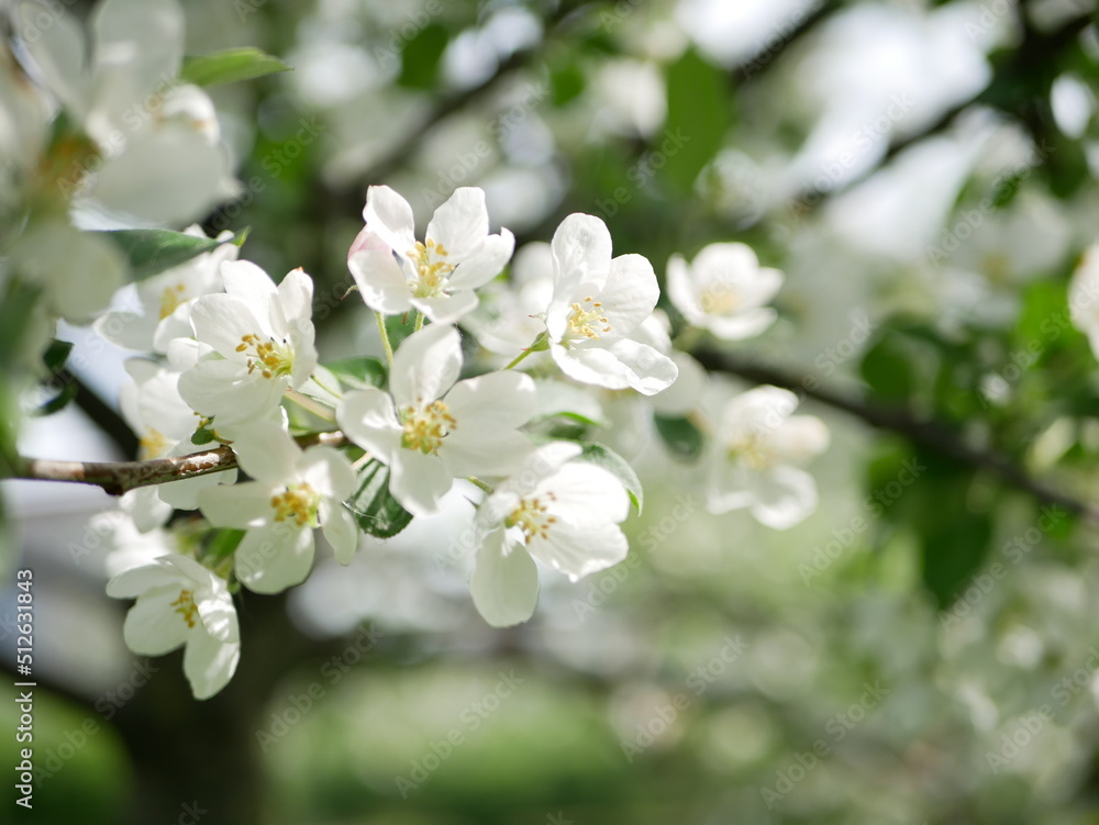 Blooming apple tree in early spring. Apple orchard with white and pink flowers on the trees. Blooming apple tree in early spring. Apple orchard with white and pink flowers on the trees.