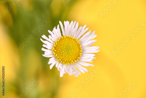 Beautiful Erigeron annuus flowers with white flower heads and yellow center, yellow background photo