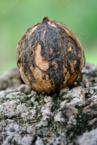 Une noix posée sur un tronc de noyer