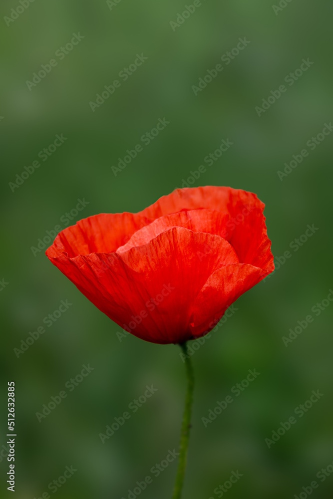 Wild papaver or poppy flowers on the field. Natural background