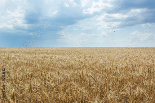 Golden wheat and blue sky. Symbol of the flag of Ukraine. Harvesting.