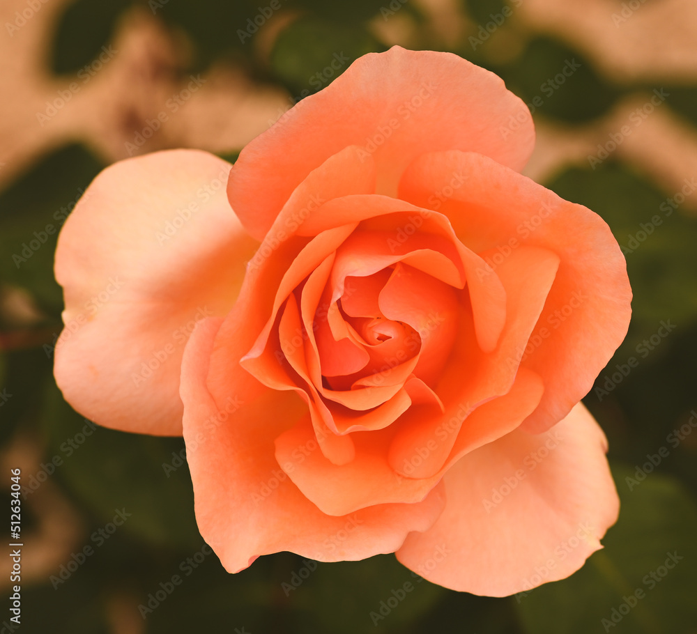 Beautiful close-up of a rose garden