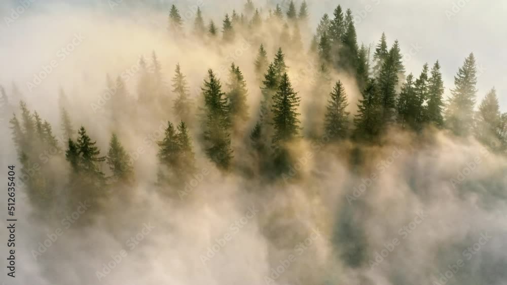 Magical mountain forest covered by morning fog. Sun rays make their way through the clouds. Aerial view of a trees drowning in the puffy clouds.
