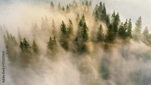 Magical mountain forest covered by morning fog. Sun rays make their way through the clouds. Aerial view of a trees drowning in the puffy clouds.