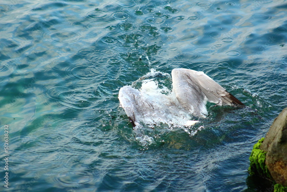 Naklejka premium Seagull is hunting on the Sea