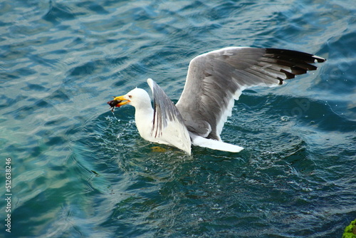 Seagull is hunting on the Sea © MusacanER