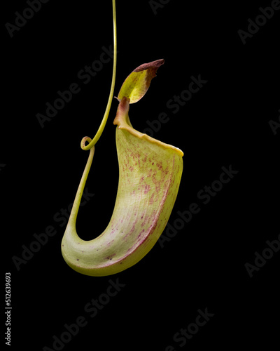 Pitcher plant isolated on black background. photo