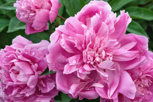 Blooming pink peonies close up