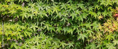 Japanese maple tree leaves, selective focus.