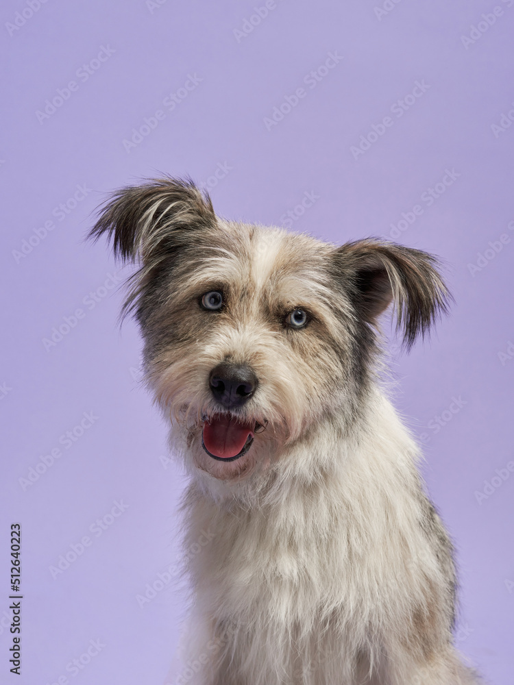 portrait of a beautiful dog lilac background. Mix of breeds. Happy Pet in the studio portrait of a beautiful dog lilac background. Mix of breeds. Happy Pet in the studio