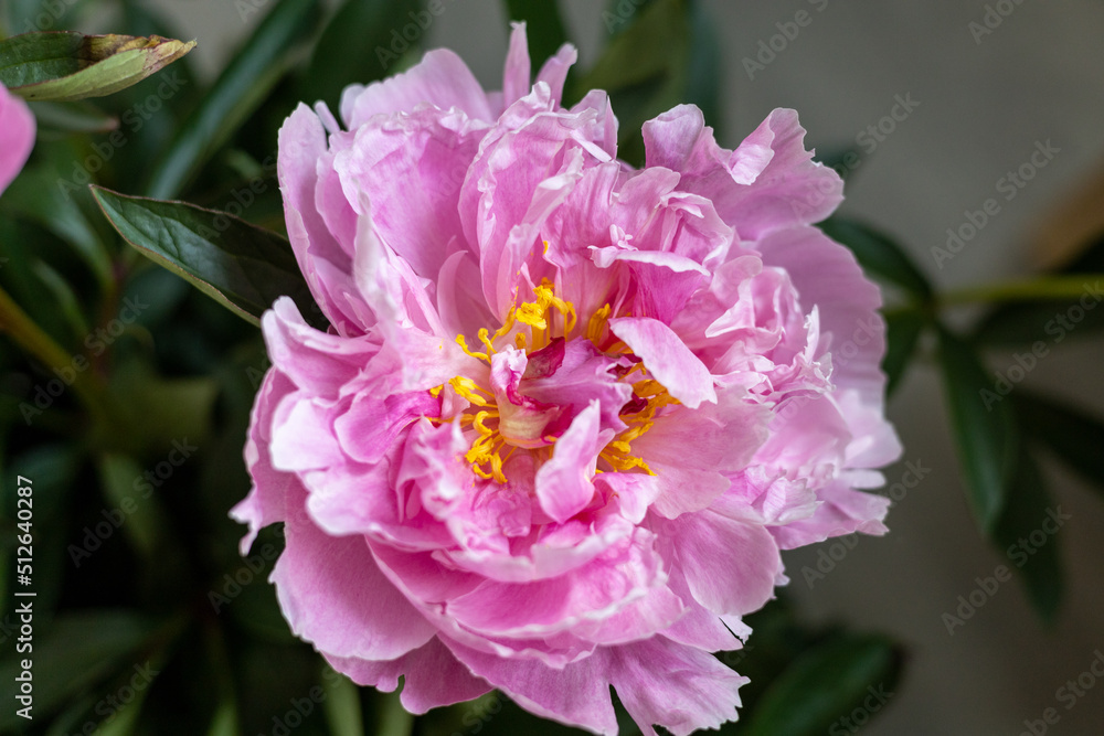 Roze flower with zalm color. Roze flower with zalm color.