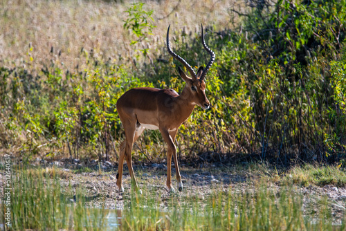 Impala coming for drinking at a waterhole in a Game Reserve Namibia Africa
