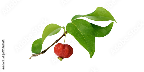 Surinam cherry or pitanga (Eugenia uniflora) is an edible tropical fruit that is native to South America. It can be found in a variety of colors, including green, yellow, red, and deep purple. photo