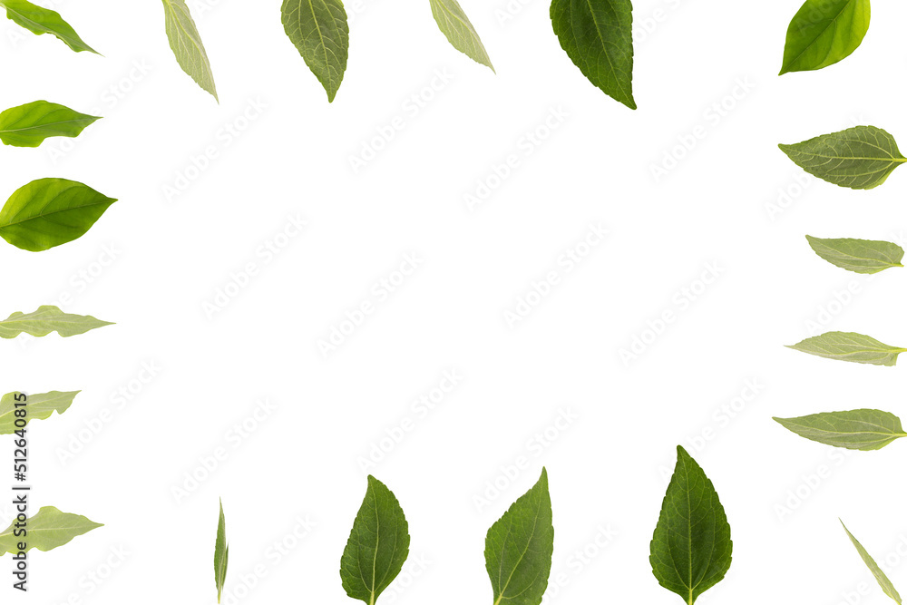 leaf isolated on white background leaf isolated on white background