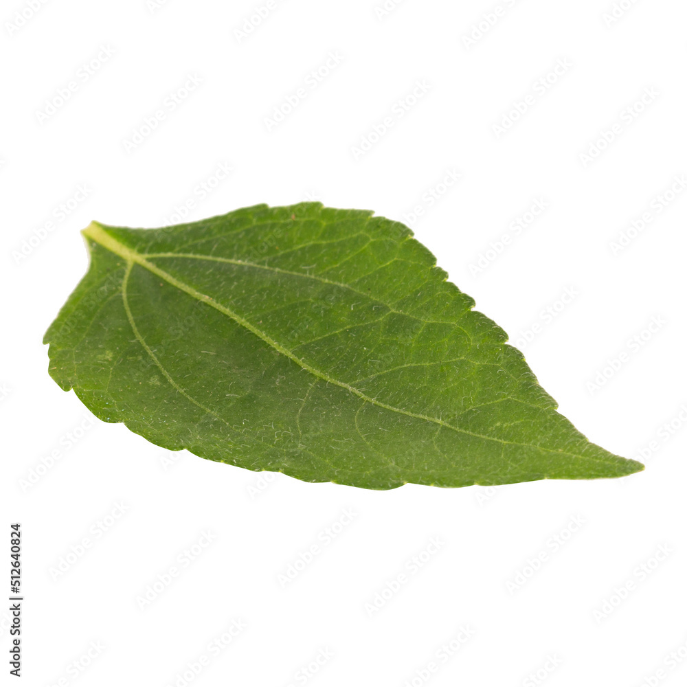 Obraz premium leaf isolated on white background