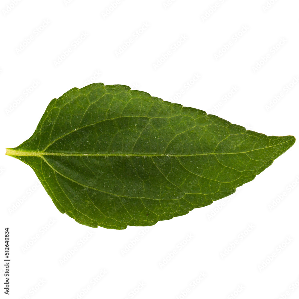 Obraz premium leaf isolated on white background