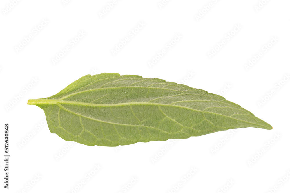 Obraz premium leaf isolated on white background
