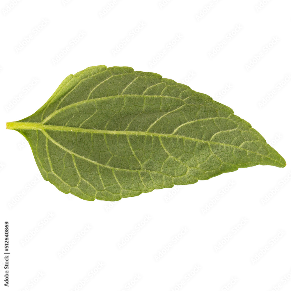 leaf isolated on white background leaf isolated on white background