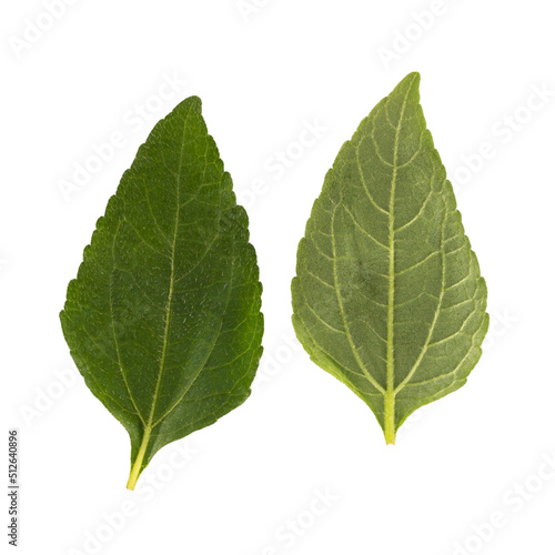 leaf isolated on white background