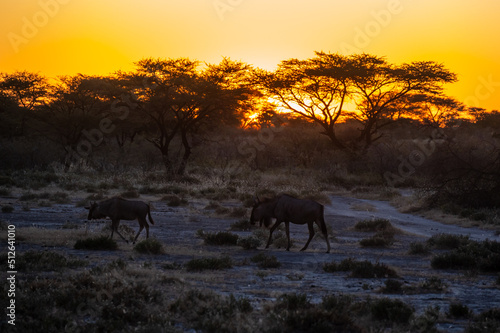 Sunrise in Africa, Namibia with a herd of Wildebeest in the foreground