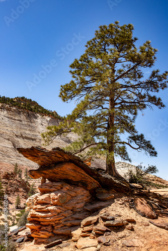 Tree on a rock in ZIon National park