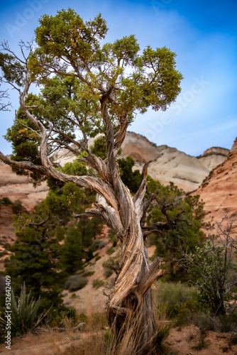 Tree in Rock in Zion National Park, Utah