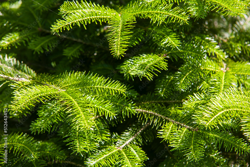 Green needles on a fir tree in the sunlight. Background concept. Green needles on a fir tree in the sunlight. Background concept.