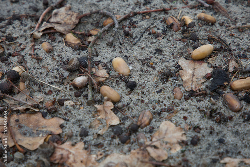 Chestnuts, acorns and leaves on damp ground. Dry acorns and chestnuts among the leaves