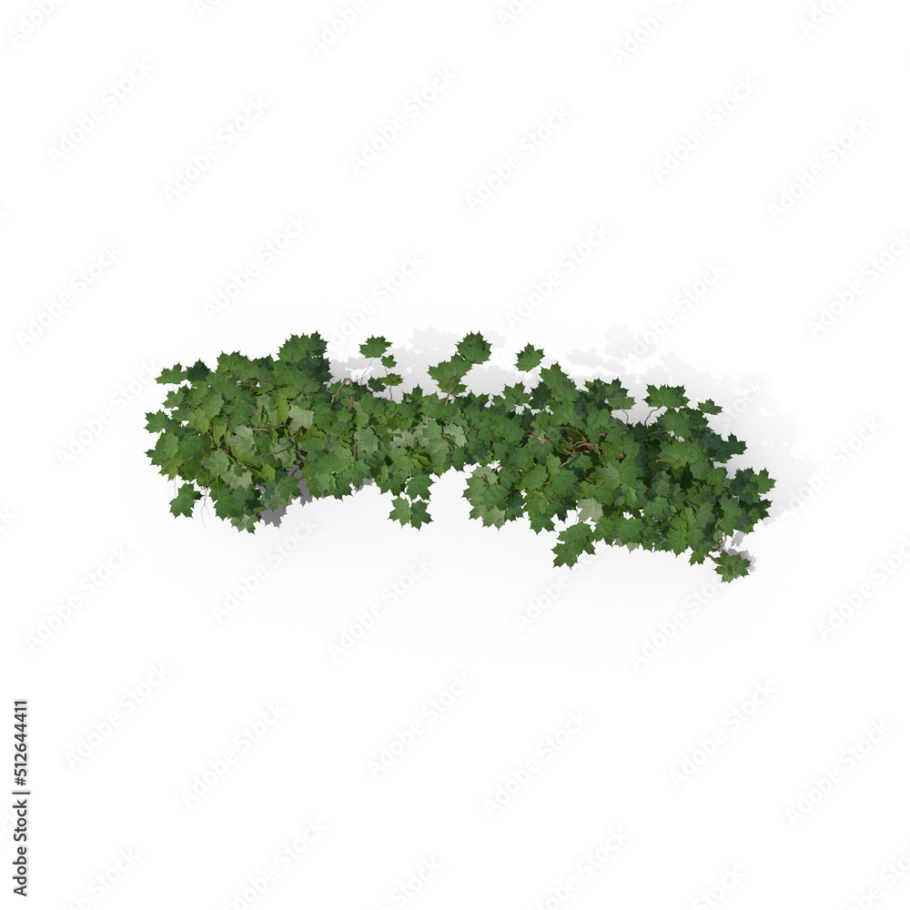 Obraz premium 3D illustration of a realistic Ivy plant