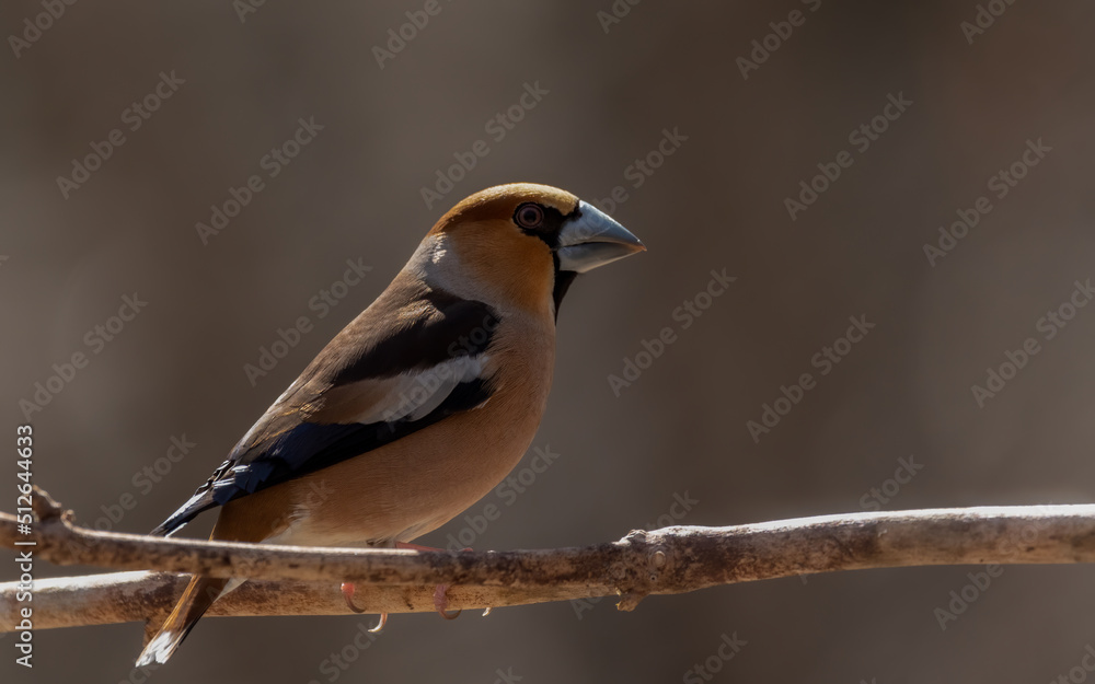 bird, robin, natur, wild lebende tiere, tier, rot, wild, ast bird, robin, natur, wild lebende tiere, tier, rot, wild, ast