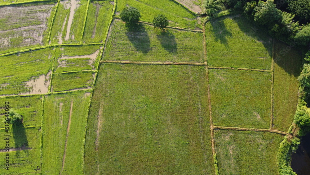 Fototapeta premium fence with grass in thailand