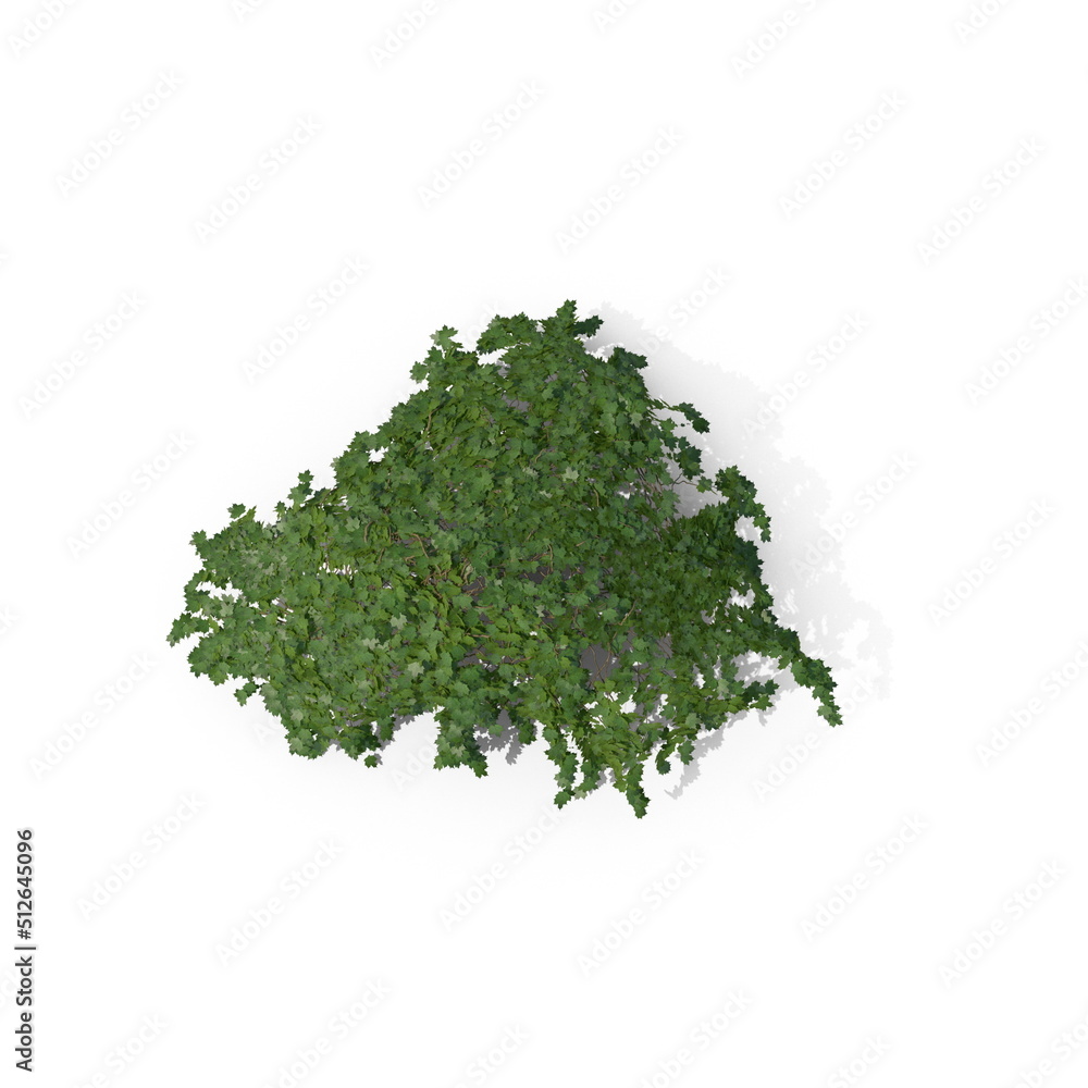 3D illustration of a realistic Ivy plant
3D illustration of a realistic Ivy plant