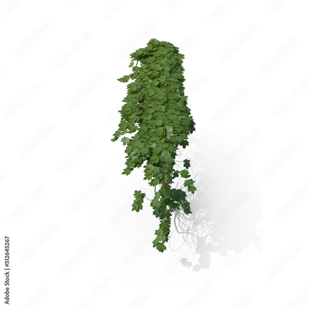 Fototapeta premium 3D illustration of a realistic Ivy plant