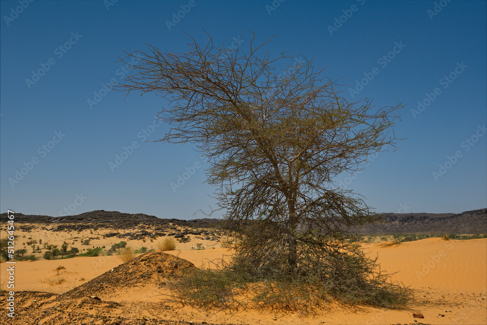 West Africa. Mauritania. Stone placers in the hot sands of the Southwestern outskirts of the Sahara Desert.