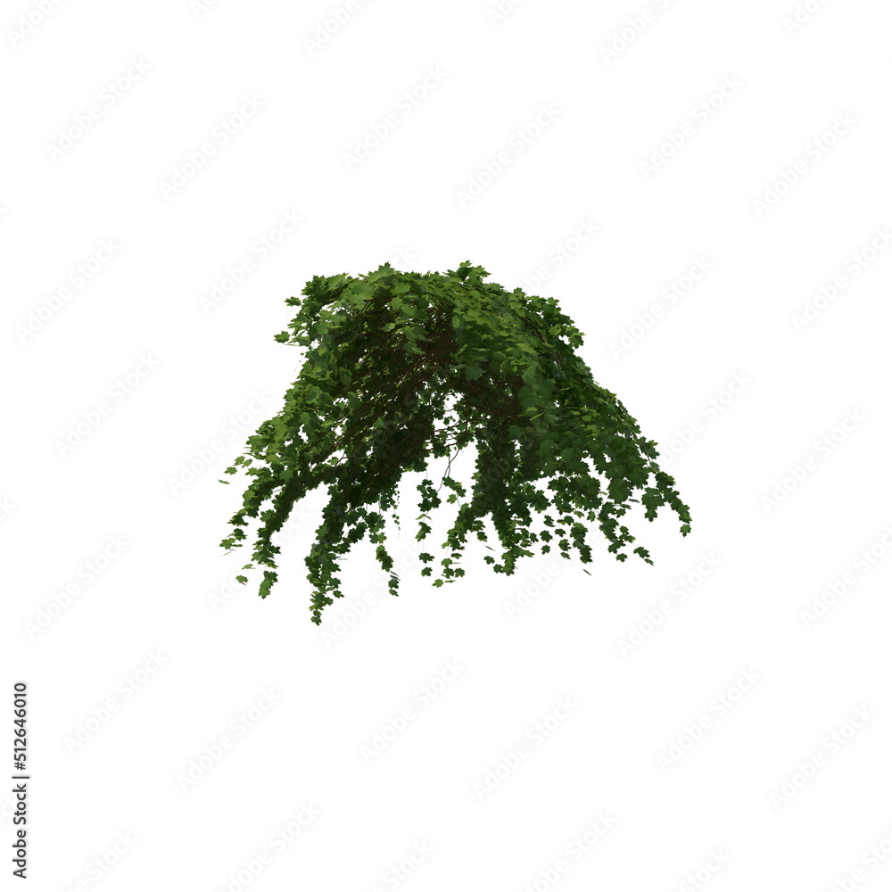 Fototapeta premium 3D illustration of a realistic Ivy plant