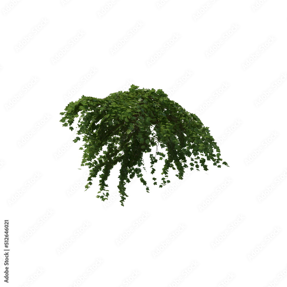 Fototapeta premium 3D illustration of a realistic Ivy plant