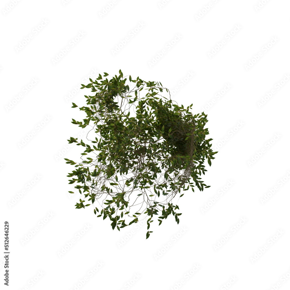 Fototapeta premium 3D illustration of a realistic Ivy plant