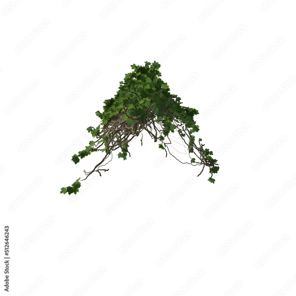 Naklejka premium 3D illustration of a realistic Ivy plant