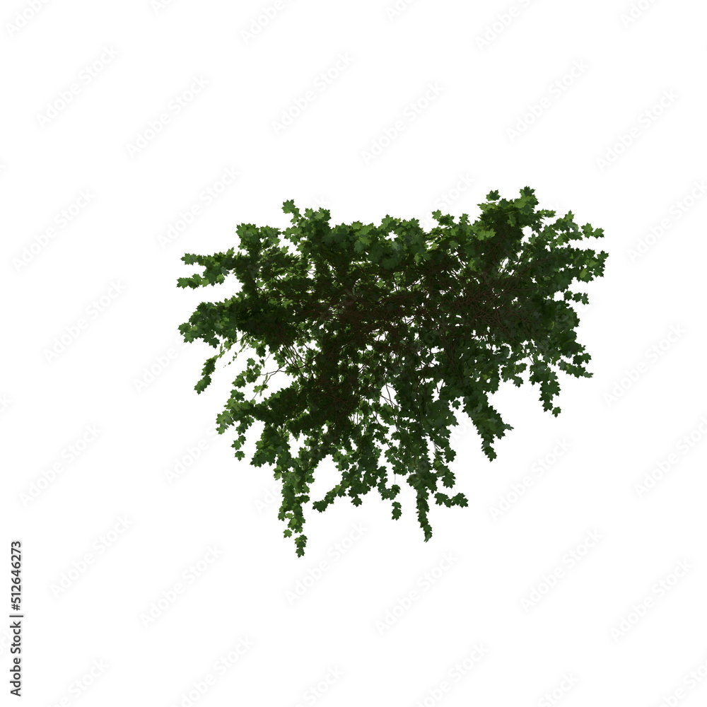 Fototapeta premium 3D illustration of a realistic Ivy plant