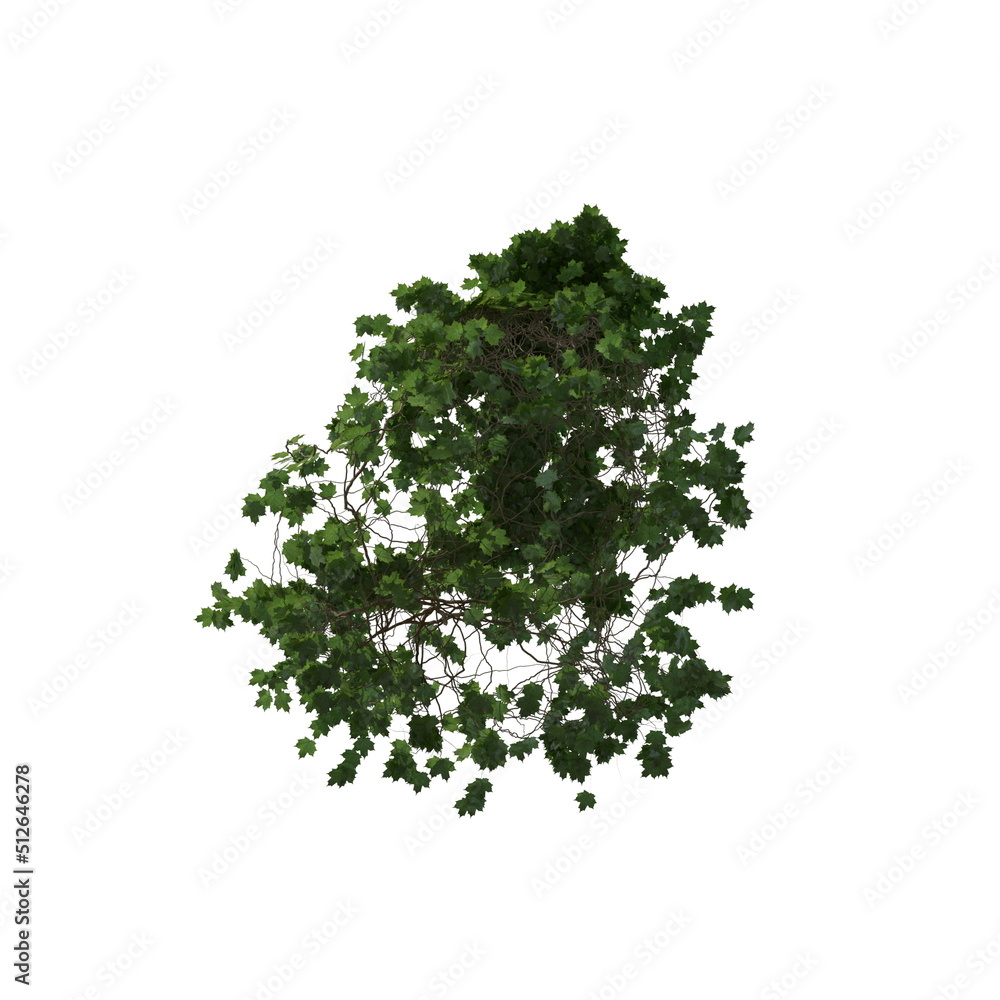 Fototapeta premium 3D illustration of a realistic Ivy plant